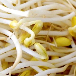 SPROUT SOYABEAN