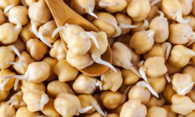 CHICK PEA