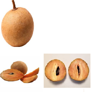 SAPOTA