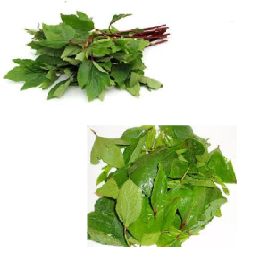 SORREL LEAVES [GONGURA  Aaku]